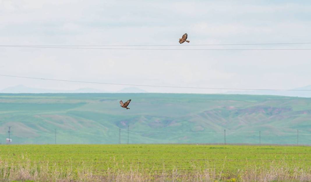 Yırtıcı bilinen masum kuşlar Dicle’yi mesken tuttu 2